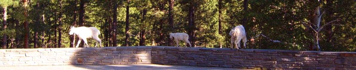 mountain goats at Mount Rushmore