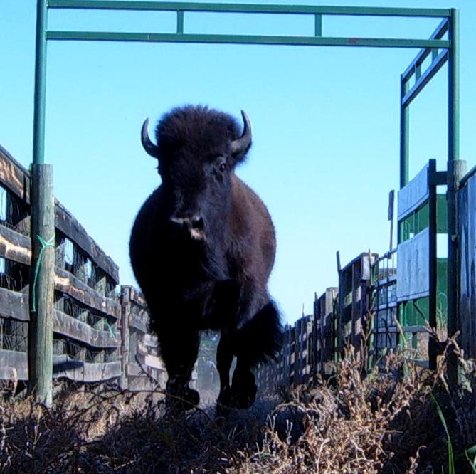 Bison South Dakota